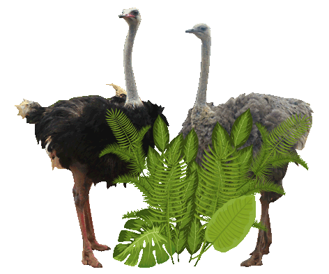 Pareja de avestruces